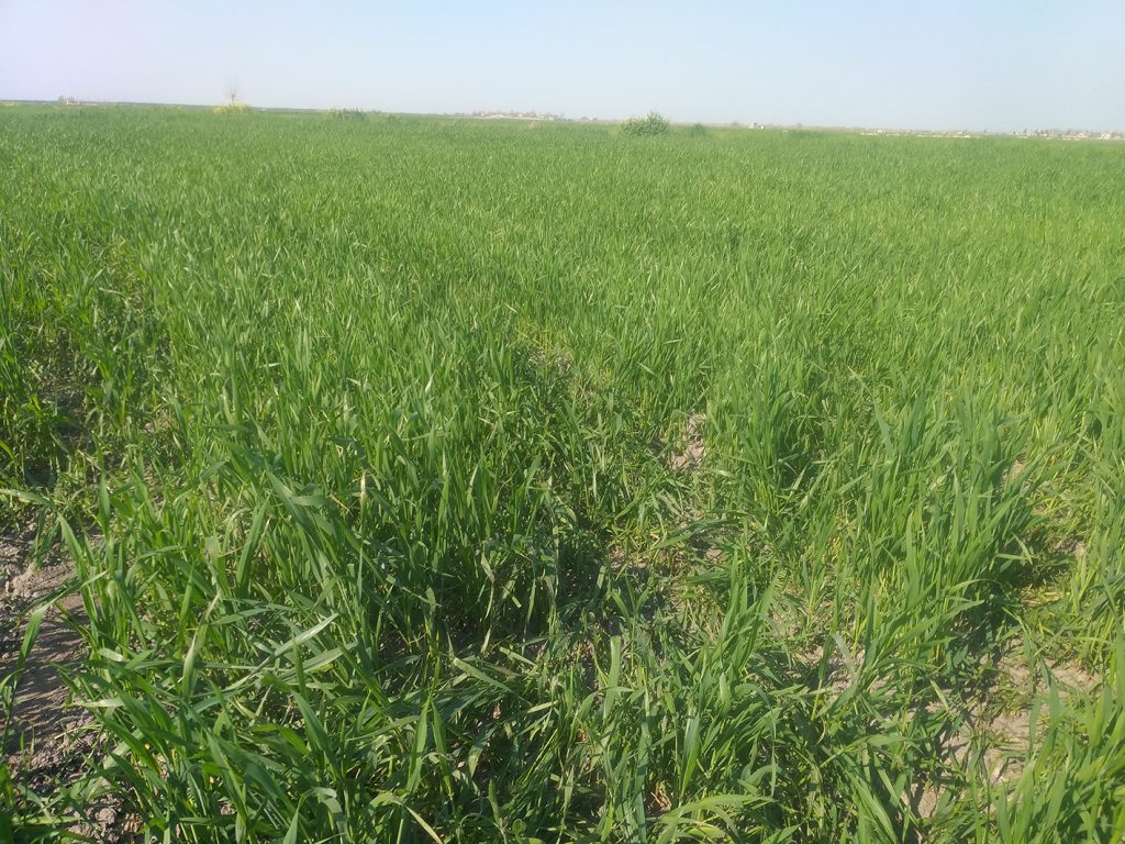 محصول دانا زیست لوتوس | تولیدکننده کود و سموم بیولوژیک