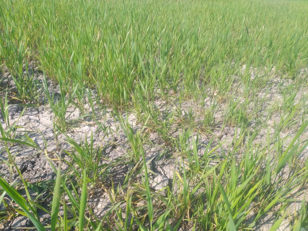 محصول دانا زیست لوتوس | تولیدکننده کود و سموم بیولوژیک