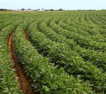 آفات مهم سویا