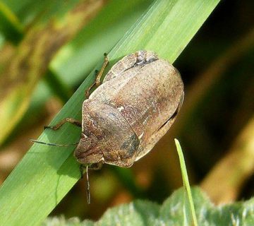 مبارزه با سن گندم