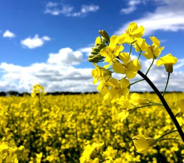 مدیریت آفات کلزا