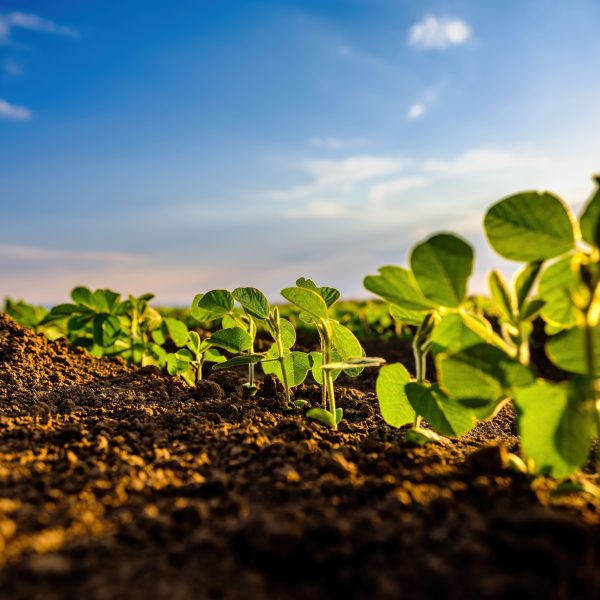 کود بیولوژیک چیست؟ انواع، اهمیت و مزایای آن