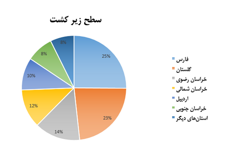 پنبه